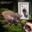 Picture of Funny Cockroach, Remote Control Toy